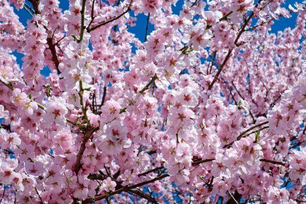 Jacaranda tree