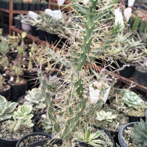 Jumping Cholla Cactus