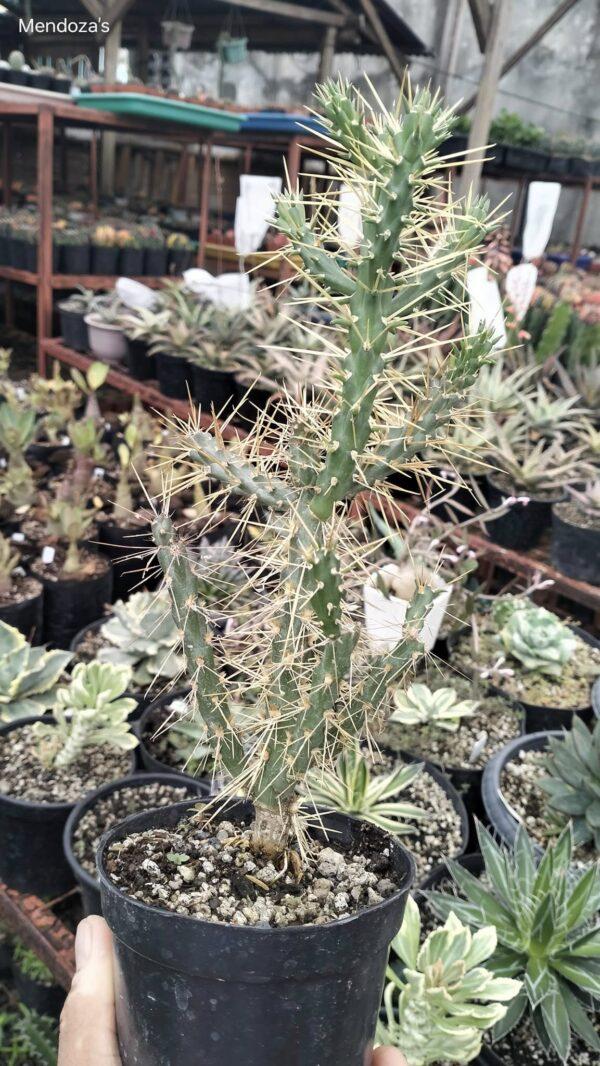 Jumping Cholla Cactus