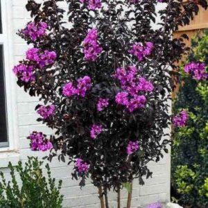 Lagerstroemia (gul-e-fanoos)