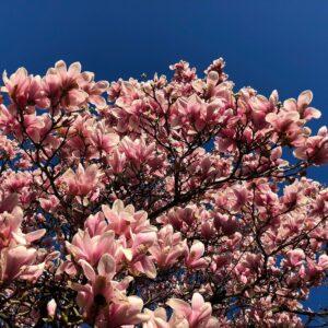 Magnolia tree (Red)