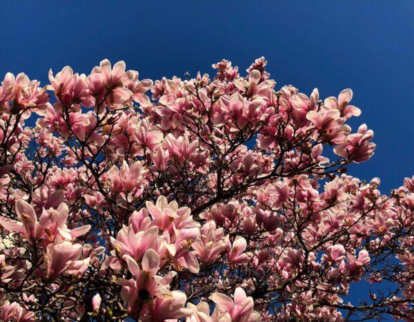 Magnolia tree (Red)