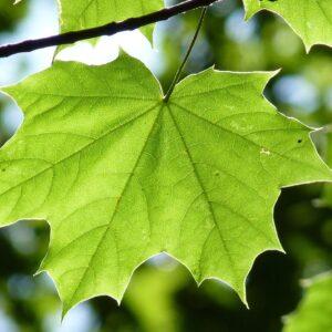 Mapple Leaf Tree