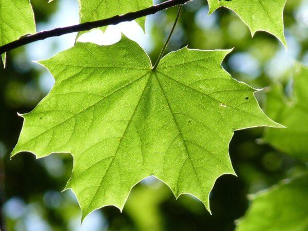 Mapple Leaf Tree