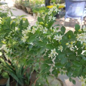 Marwa Fragrance Tree
