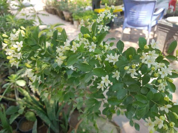 Marwa Fragrance Tree