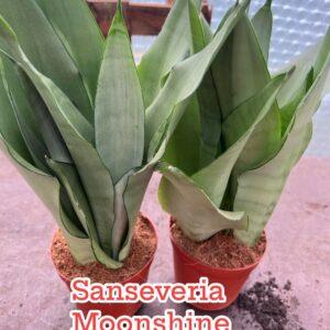 Moonshine Snake Plant – Sansevieria moonshine