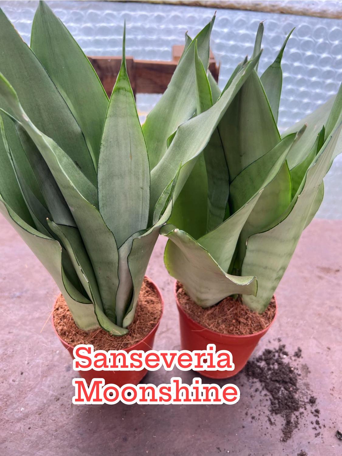 Moonshine Snake Plant – Sansevieria moonshine