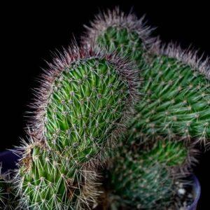 Nyctocereus serpentinus