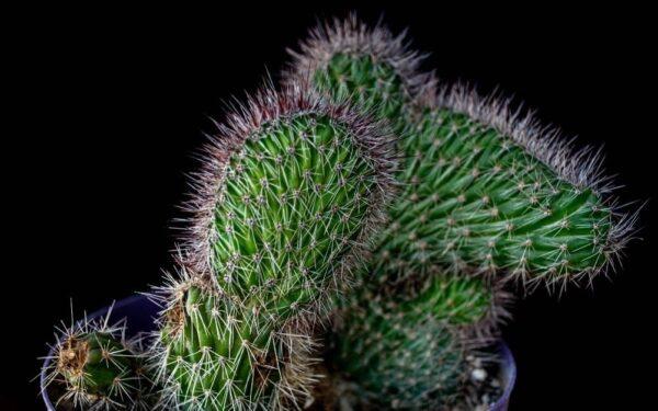 Nyctocereus serpentinus