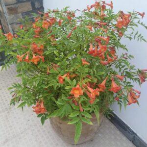 Orange Tecoma