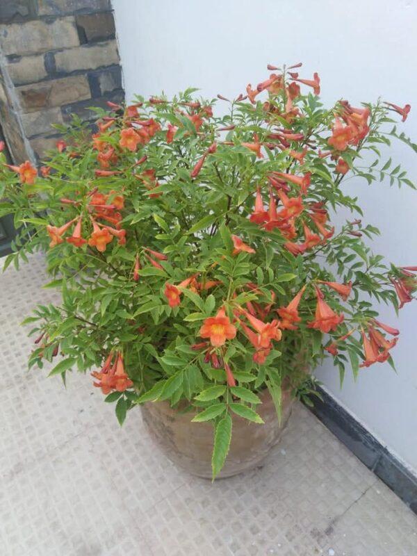 Orange Tecoma