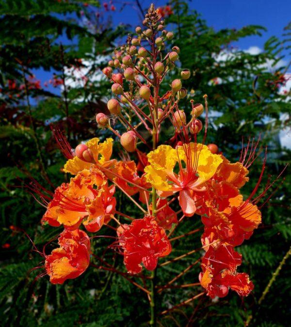 Radhachura - Peacock flowering plant