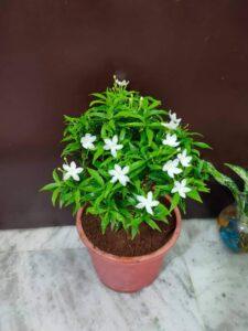 Pinwheel flower chandni plant - Boota.pk