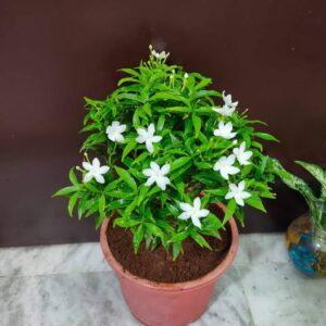 Pinwheel flower chandni plant