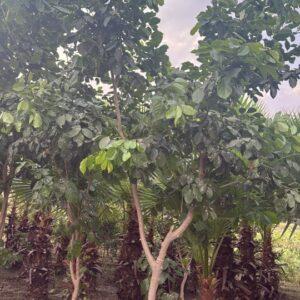 Pongamia pinnata