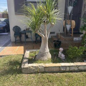 Ponytail palm
