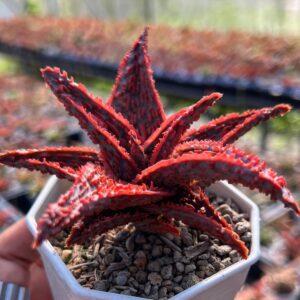 Purple People Eater Aloe - Aloe hybrid