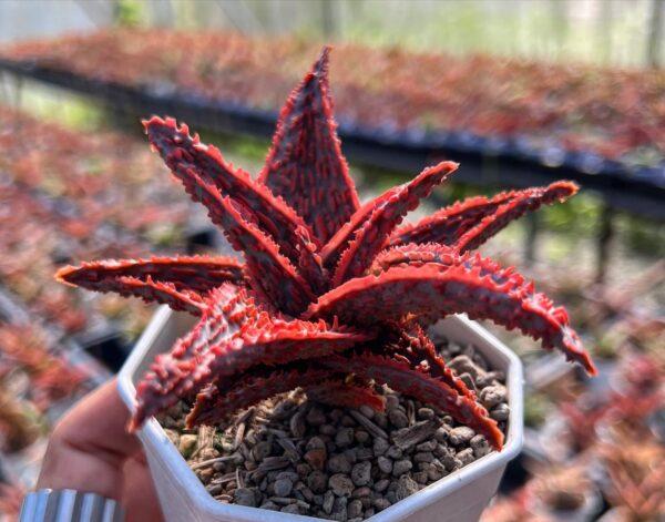 Purple People Eater Aloe - Aloe hybrid