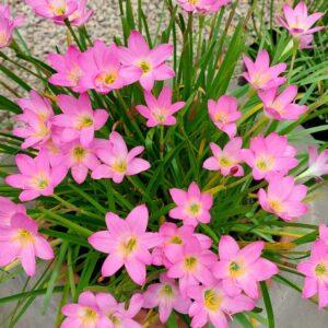 Rain lily