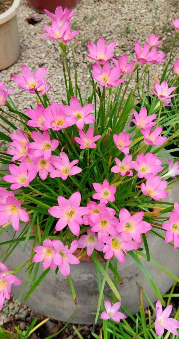 Rain lily