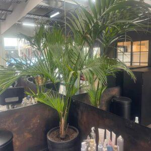 Ravenea Palm