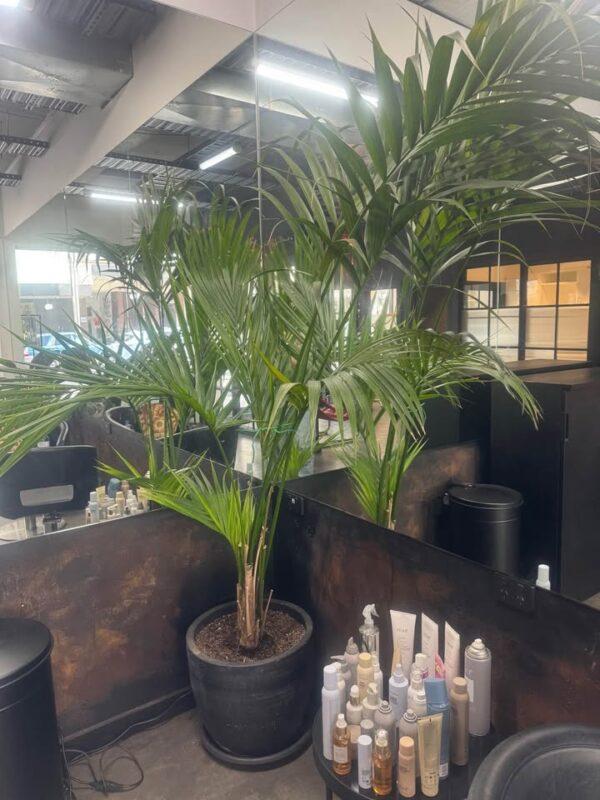 Ravenea Palm