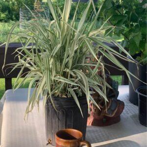 Ribbon grass