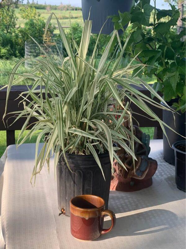 Ribbon grass