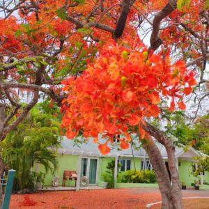 Royal poinciana boota.pk