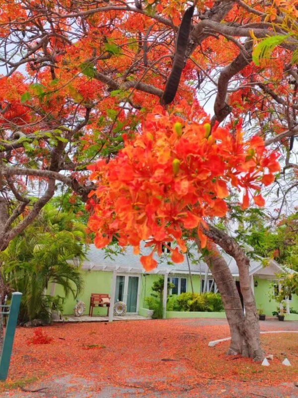 Royal poinciana boota.pk