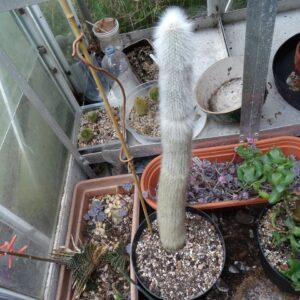 Silver Torch Cactus