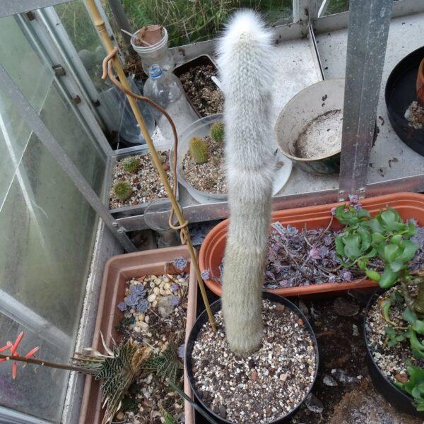 Silver Torch Cactus