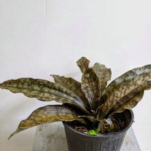 Snake Plant - Sansevieria Coppertone