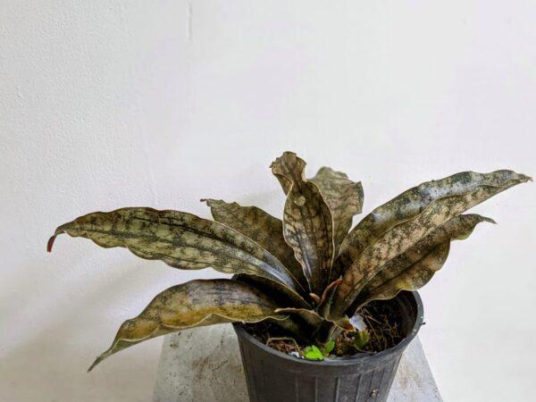 Snake Plant - Sansevieria Coppertone