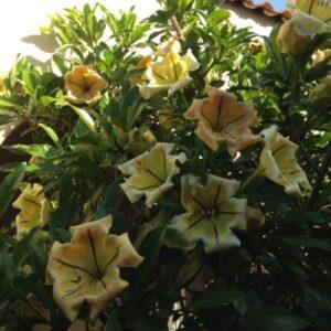 Solandra yellow
