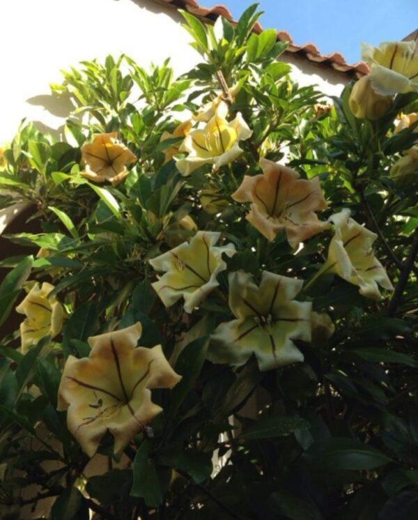 Solandra yellow
