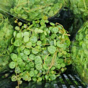 String of Turtles Plant