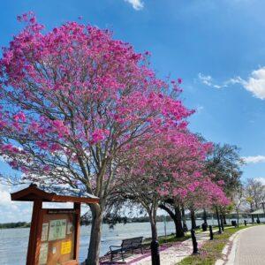 Tabebuia tree (Pink)