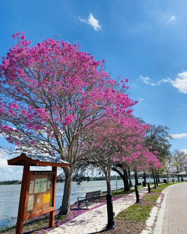 Tabebuia tree (Pink)