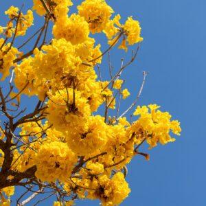 Tabebuia tree (Yellow)
