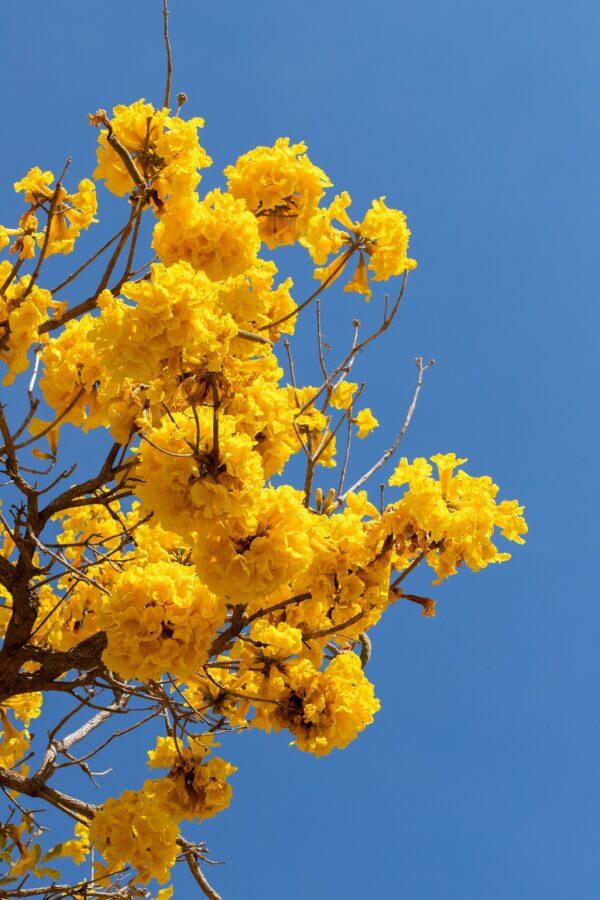 Tabebuia tree (Yellow)