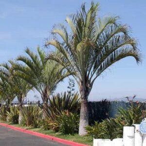 Triangle palm dypsis decaryi