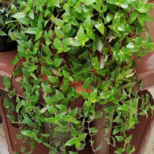 Turtle vine
