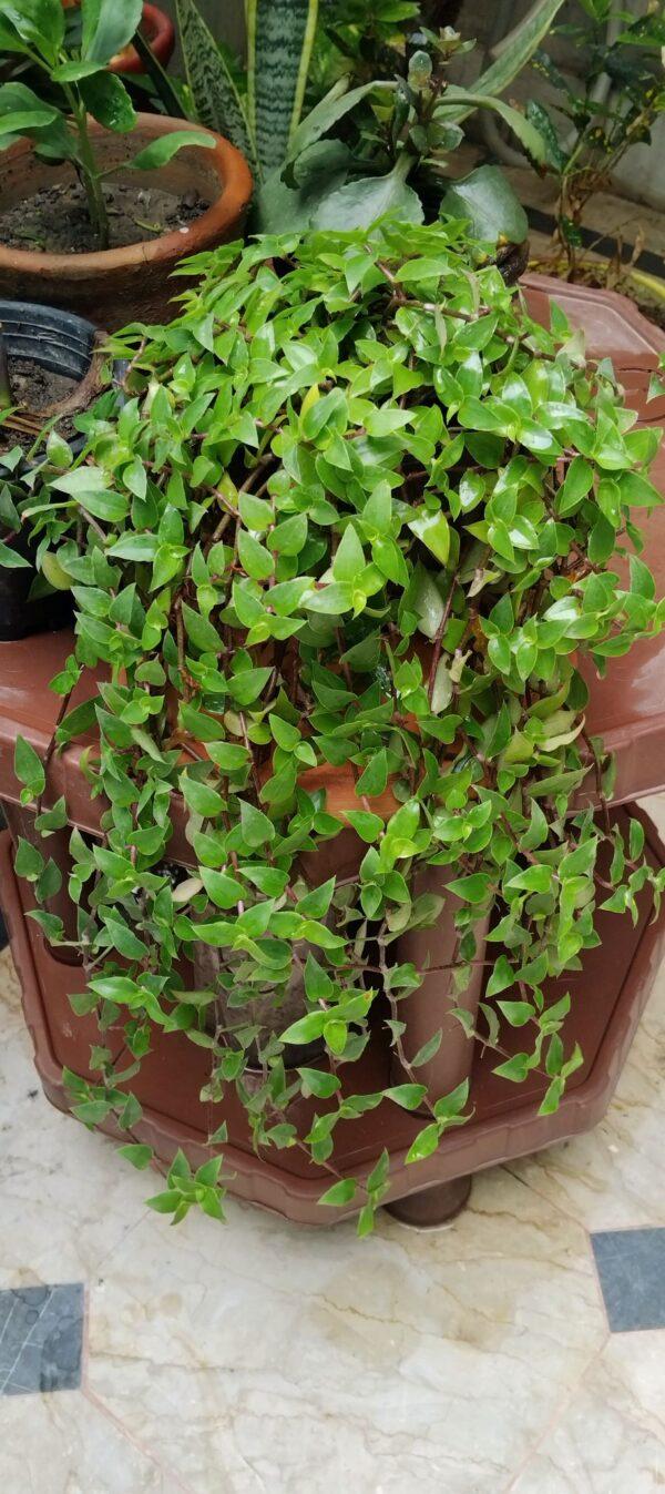 Turtle vine