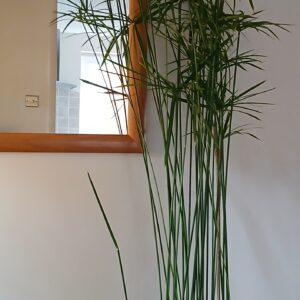 Umbrella palm
