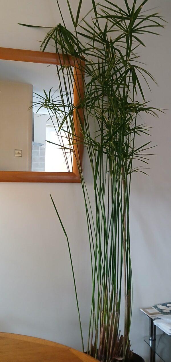 Umbrella palm
