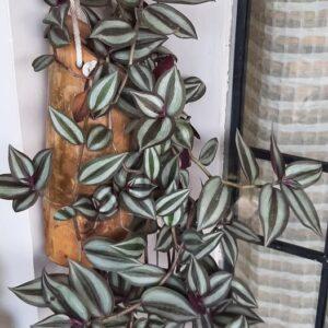 Wandering jew