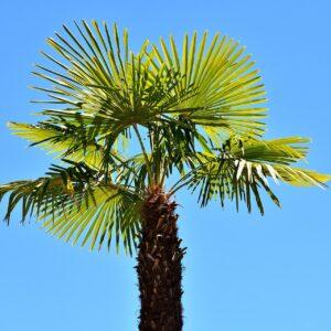 Washingtonia Palm
