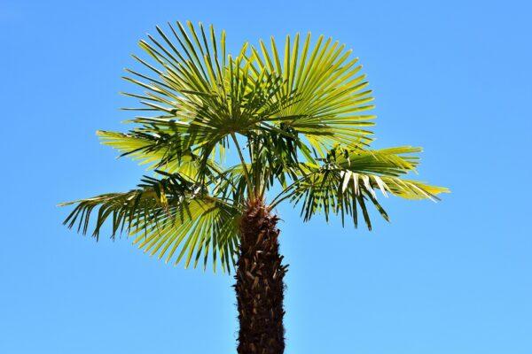 Washingtonia Palm